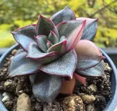 2025年最新】多肉植物錦の人気アイテム - メルカリ