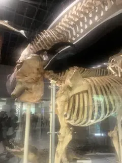 骨