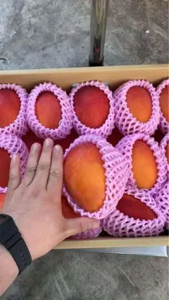 台湾産アップルマンゴー 最高級 大玉 完熟 甘い 新鮮 5kg ナマモノ