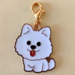 포메라니안 참 시바 이누 컷