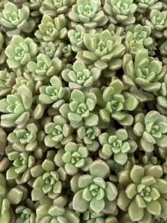多肉植物 セダム ブレビフォリウム ダシフィルム 70カット | Mercari