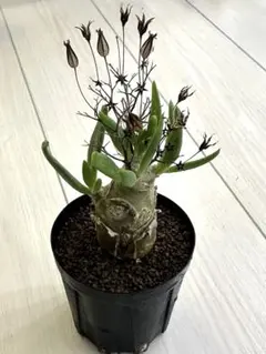 TR1 チレコドン レティキュラータス 万物想 発根済 ※鉢付きメルカリ便発送 TR1 チレコドン レティキュラータス 万物想 発根済 ※鉢付き