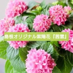 宿根草【新品種】紫陽花『茜雲』大苗『島根オリジナル』てまり咲き【宅急便】発送♪ 2026年最新】紫陽花 茜雲の人気アイテム - メルカリ
