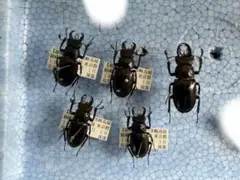 2025年最新】ミクラミヤマクワガタの人気アイテム - メルカリ