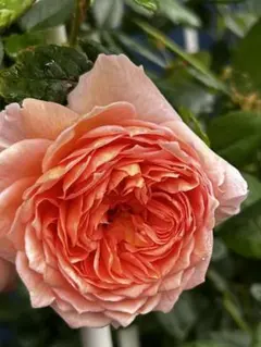 小輪ブラック赤しべ×グロッシーカラー⭐︎小輪カップ咲☆クリスマス