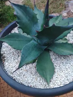 サルミアナ　フェロックス　グリーンジャイアント　希少　特典付き サルミアナ フェロックス グリーンジャイアント 希少 特典付き