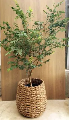 2025年最新】ジャボチカバ 小葉の人気アイテム - メルカリ