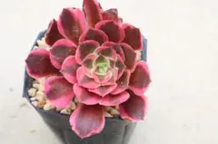 アエオニウム・銅花順錦 - メルカリ