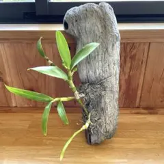デンドロビウム　流木着生　花芽付きのサムネイル