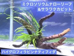 2025年最新】ミクロソリウム サラワクの人気アイテム - メルカリ