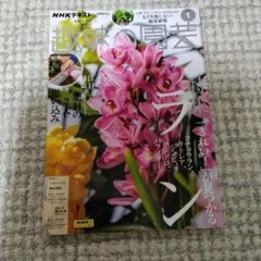 趣味の園芸 2025年1月号　ラン