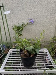 ㊱大きめ苗! 青鬼❣️そわそわ❣️もみじ飴❣️紅手鞠❣️6苗メルカリ便送料込 ㊱大きめ苗! 青鬼❣️そわそわ❣️もみじ飴❣️紅手鞠❣️6苗