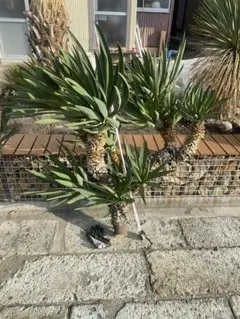 2026年最新】キミガヨランの人気アイテム - メルカリ