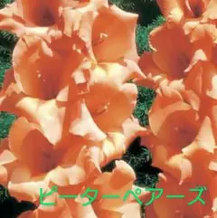 za5711様 リクエスト 10点 まとめ商品