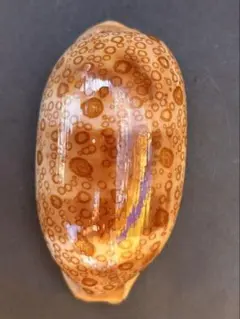 ジャノメダカラ Lyncina argus argus 7.3cm