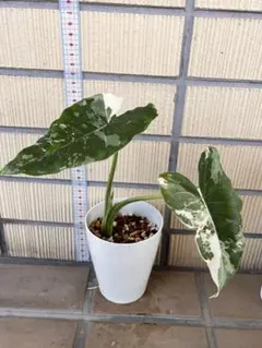 芋】アロカシア マハラニ 斑入り - メルカリ