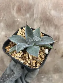 子株出品　特選株　血雨雷神✖️紫ノ君　ハイブリッド 子株出品 特選株 血雨雷神✖️紫ノ君 ハイブリッド