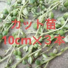 斑入りグリーンネックレス カット苗 ３本