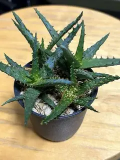 2026年最新】ハイブリッドアガベの人気アイテム - メルカリ