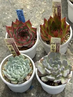 ♡さま専用 芍薬 白雪姫 苗 05〜10 6点おまとめ 2025年最新】