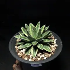 2025年最新】笹の雪 黄覆輪の人気アイテム - メルカリ