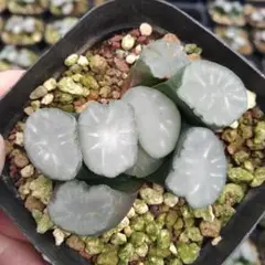 Top【選抜株】多肉植物　13221星降る ホシフ　10個　鉢無し/脱土 Top【選抜株】多肉植物 13221星降る ホシフ 10個 鉢無し/脱土 - メルカリ