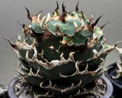 アガベチタノタ　ハデス　超陽炎　親斑入り　HADES 子株 発根済OC株 アガベチタノタ ハデス 超陽炎 親斑入り HADES 子株 発根済OC株