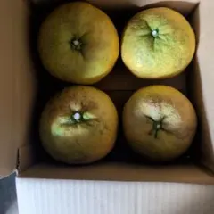 鹿児島特産品）☺︎mopica☺︎様専用②サワーポメロ 箱満杯詰 いちき
