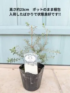 TAKERU様 リクエスト 3点 まとめ商品