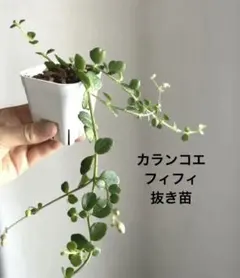 ‼️凛‼️様 リクエスト 2点 まとめ商品
