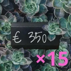 칠판 ☆ 초크 가격판 15종 세트 ☆ 흑판 ★ 목제 가격표