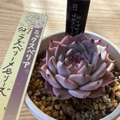 おらいさん苗 ミックスベリア 札付き パステルブロッサム - メルカリ