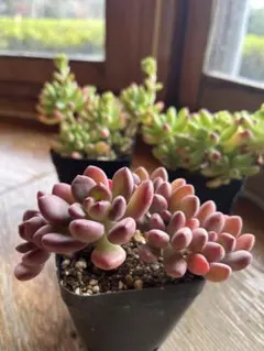 メグミン様 リクエスト 2点 まとめ商品