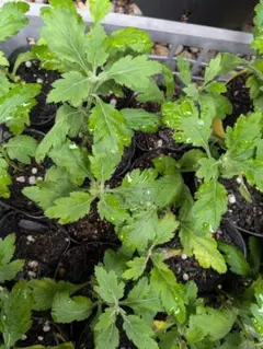 食用菊 もってのほか4本抜き苗のサムネイル