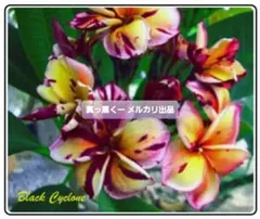 プルメリア　レア苗入り⭐️９種類セット⭐️お買い得⭐️ プルメリア レア苗入り⭐️9種類セット⭐️お買い得