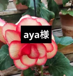 １２／１０発送　　　　　　　　　aya様専用