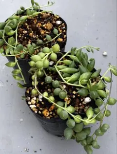 多肉植物　グリーンネックレス　抜き苗