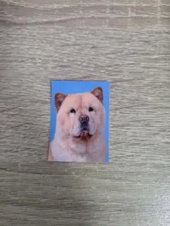 チャウチャウ ガチャガチャ 証明写真