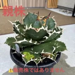 2026年最新】オテロイ 大株の人気アイテム - メルカリ