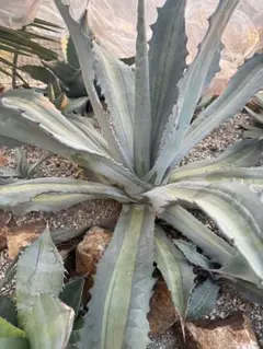 2026年最新】アガベ アメリカーナ 子株の人気アイテム - メルカリ