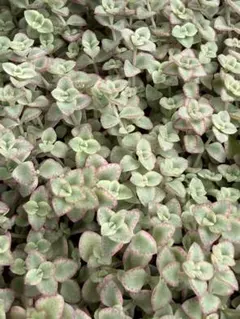 斑入りミセバヤ 多肉 カット苗 【5本】観葉植物 - メルカリ