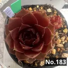 多肉植物 センペルビウム ジュエルケース No.33【桃】 - メルカリ
