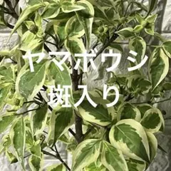 超絶品。開花中☆ヤマボウシ ウルフアイ1.6M(鉢底から)◎斑入り