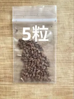 1kg スーペリアホジャリ乳香ボスウェリア・サクラ（オマーン) Amazon | 【Amazon.co.jp限定】 オマーン産 フランキンセンス