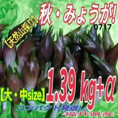 みょうが　出品 2025年最新】ミョウガ茎の人気アイテム - メルカリ