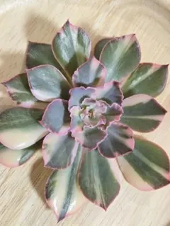 お纏め　多肉植物　❁︎フローレンス錦　未発根 2025年最新】フローレンス錦の人気アイテム - メルカリ