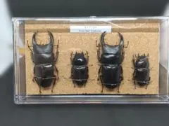 【貴重】韓国産クワガタ標本セット 2025年最新】クワガタ標本セットの人気アイテム - メルカリ