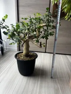 2025年最新】コミフォラ カタフ ピュアの人気アイテム - メルカリ