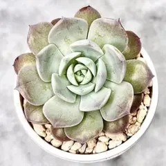 （リンゼアナ×アテマハック）×（霜椿×ユリアナ）　オーズプランツ　多肉植物 リンゼアナ×アテマハック）×（霜椿×ユリアナ）オーズプランツさん