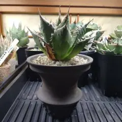 2025年最新】スーパーチタノタの人気アイテム - メルカリ